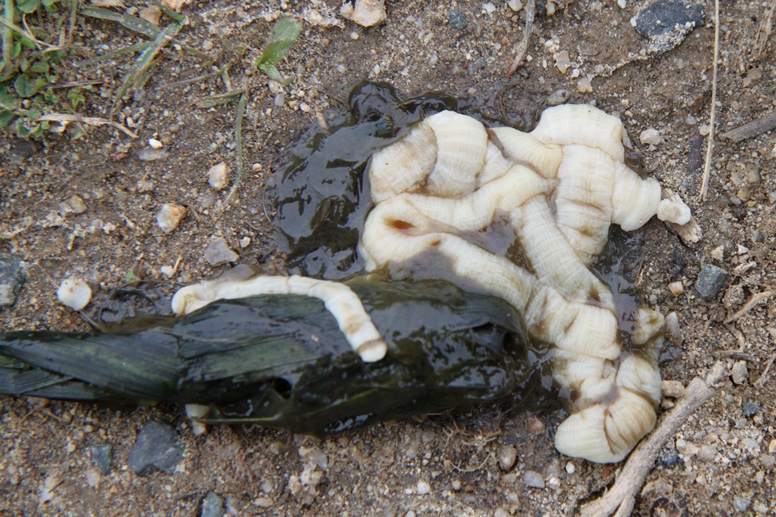 scat with tapeworms